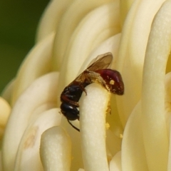Exoneura sp. (genus) at Braemar, NSW - 27 Sep 2023