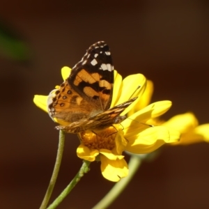 Vanessa kershawi (Australian Painted Lady) at Braemar, NSW by Curiosity
