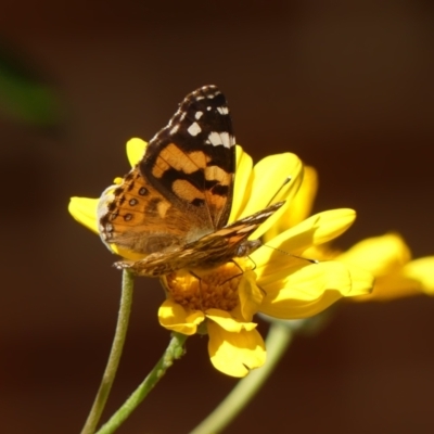 Vanessa kershawi (Australian Painted Lady) at Wingecarribee Local Government Area - 29 Sep 2023 by Curiosity