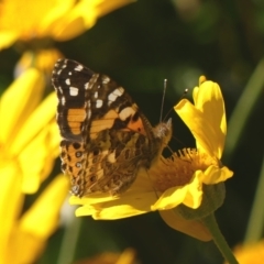 Vanessa kershawi at Braemar, NSW - 30 Sep 2023