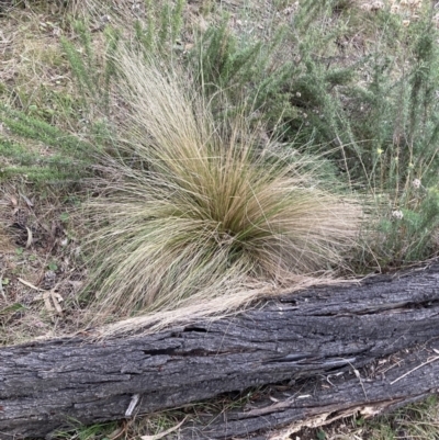 Nassella trichotoma (Serrated Tussock) at Majura, ACT - 30 Sep 2023 by waltraud