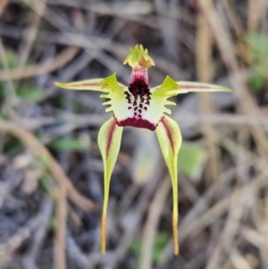 Caladenia parva at Booth, ACT - 30 Sep 2023