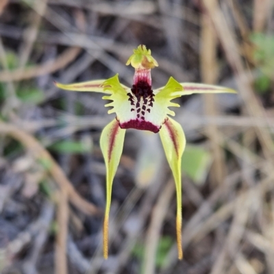 Caladenia parva (Brown-clubbed Spider Orchid) at Booth, ACT - 30 Sep 2023 by AaronClausen