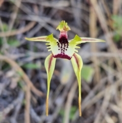 Caladenia parva (Brown-clubbed Spider Orchid) at Booth, ACT - 30 Sep 2023 by AaronClausen