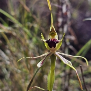 Caladenia parva at Booth, ACT - 30 Sep 2023