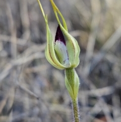 Caladenia parva at Booth, ACT - 30 Sep 2023