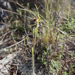 Caladenia parva at Booth, ACT - 30 Sep 2023