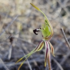 Caladenia parva at suppressed - suppressed