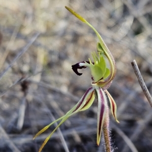 Caladenia parva at Booth, ACT - 30 Sep 2023