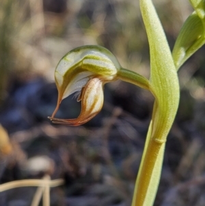 Oligochaetochilus hamatus at Rendezvous Creek, ACT - suppressed