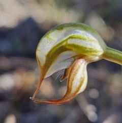 Oligochaetochilus hamatus at Rendezvous Creek, ACT - suppressed