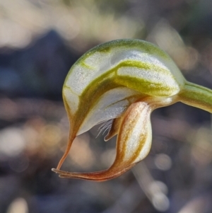 Oligochaetochilus hamatus at Rendezvous Creek, ACT - 30 Sep 2023