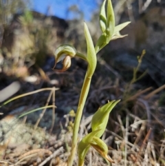 Oligochaetochilus hamatus at Rendezvous Creek, ACT - suppressed