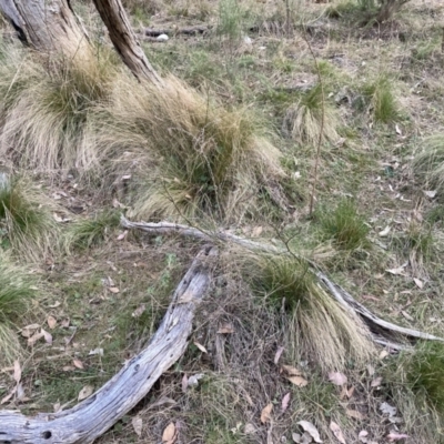 Nassella trichotoma (Serrated Tussock) at Majura, ACT - 30 Sep 2023 by waltraud