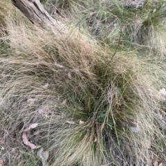 Nassella trichotoma at Majura, ACT - 30 Sep 2023