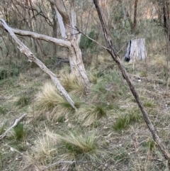 Nassella trichotoma at Majura, ACT - 30 Sep 2023 05:56 PM