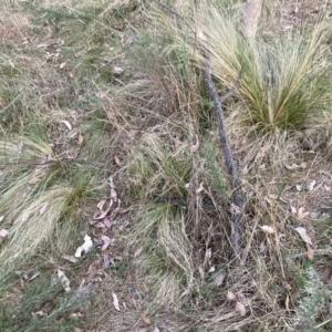 Nassella trichotoma at Majura, ACT - 30 Sep 2023