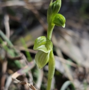 Hymenochilus sp. at Brindabella, NSW - suppressed