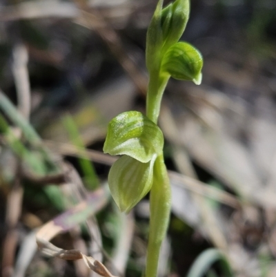 Hymenochilus sp. (A Greenhood Orchid) at Brindabella, NSW - 30 Sep 2023 by AaronClausen