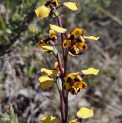 Diuris pardina (Leopard Doubletail) at Brindabella, NSW - 30 Sep 2023 by AaronClausen