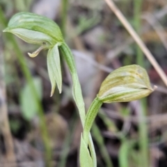 Bunochilus montanus (Montane Leafy Greenhood) at Brindabella, NSW - 30 Sep 2023 by AaronClausen