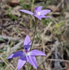Glossodia major (Wax Lip Orchid) at Brindabella, NSW - 30 Sep 2023 by AaronClausen