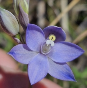 Thelymitra megcalyptra at Brindabella, NSW - 30 Sep 2023