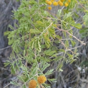 Acacia spectabilis at Fadden, ACT - 1 Oct 2023