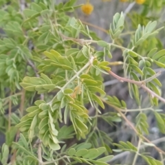 Acacia spectabilis at Fadden, ACT - 1 Oct 2023