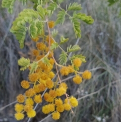 Acacia spectabilis at Fadden, ACT - 1 Oct 2023