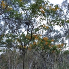 Acacia spectabilis at Fadden, ACT - 1 Oct 2023