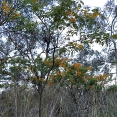 Acacia spectabilis at Fadden, ACT - 1 Oct 2023 06:50 AM