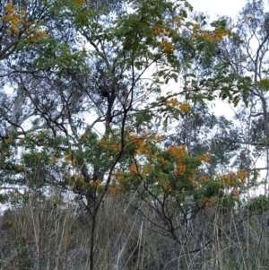 Acacia spectabilis at Fadden, ACT - 1 Oct 2023