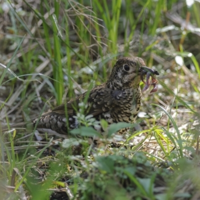 Zoothera lunulata (Bassian Thrush) at Acton, ACT - 30 Sep 2023 by richardm