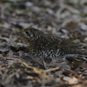 Zoothera lunulata at Acton, ACT - 30 Sep 2023 02:35 PM