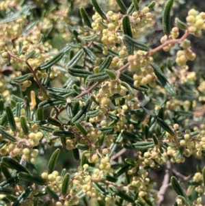 Pomaderris angustifolia at Coree, ACT - 30 Sep 2023