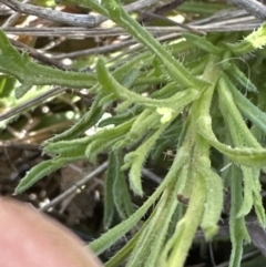 Vittadinia muelleri (Narrow-leafed New Holland Daisy) at Belconnen, ACT - 30 Sep 2023 by lbradley