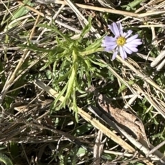 Vittadinia muelleri at Belconnen, ACT - 1 Oct 2023