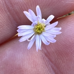 Vittadinia muelleri at Belconnen, ACT - 1 Oct 2023