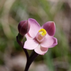 Thelymitra carnea (Tiny Sun Orchid) at Black Mountain - 29 Sep 2023 by DPRees125