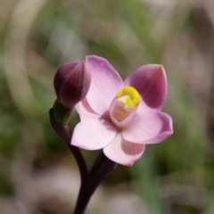 Thelymitra carnea (Tiny Sun Orchid) at Canberra Central, ACT - 29 Sep 2023 by DPRees125