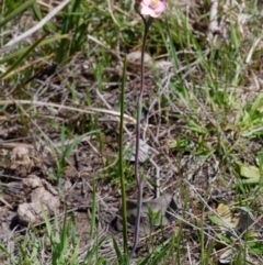 Thelymitra carnea at Canberra Central, ACT - suppressed