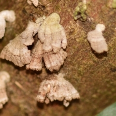 Schizophyllum commune (Split Gill Fungus) at Evatt, ACT - 30 Sep 2023 by Thurstan