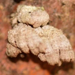 Schizophyllum commune at Evatt, ACT - 1 Oct 2023 09:19 AM