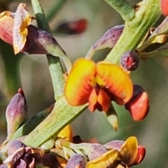Daviesia genistifolia (Broom Bitter Pea) at Gundaroo, NSW - 13 Sep 2023 by Gunyijan