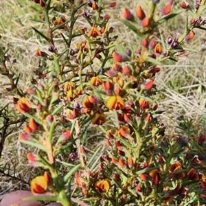 Daviesia genistifolia at Gundaroo, NSW - 13 Sep 2023