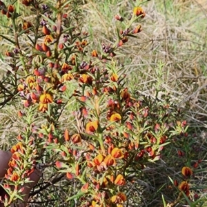 Daviesia genistifolia at Gundaroo, NSW - 13 Sep 2023