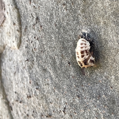 Harmonia conformis (Common Spotted Ladybird) at Campbelltown, NSW - 1 Oct 2023 by Hejor1