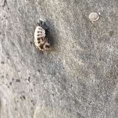 Harmonia conformis at Campbelltown, NSW - 1 Oct 2023