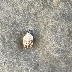 Harmonia conformis at Campbelltown, NSW - 1 Oct 2023